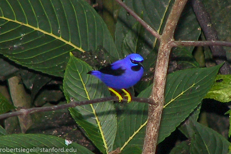 purple honeycreeper